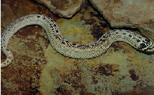 Axanthic hog...