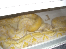 Albino Tiger x Lav. Albino