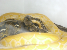 Het. Albino x Albino Tiger