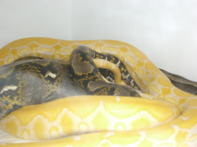 Het. Albino x Albino Tiger