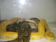 Het. Albino x Albino Tiger