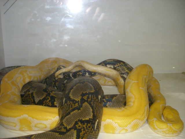 Het. Albino x Albino Tiger