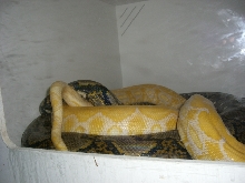 Het. Albino x Albino Tiger