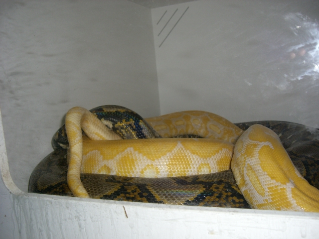 Het. Albino x Albino Tiger