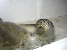 Axanthic Yellow x Yellow Anaconda