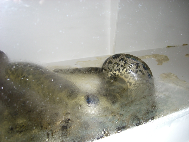 Axanthic Yellow x Yellow Anaconda