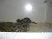 Axanthic Yellow x Yellow Anaconda