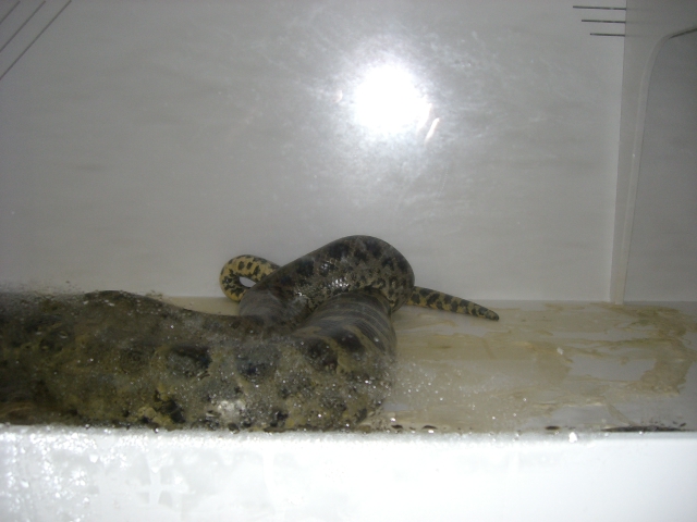 Axanthic Yellow x Yellow Anaconda