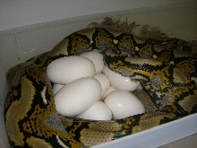 Retic Eggs