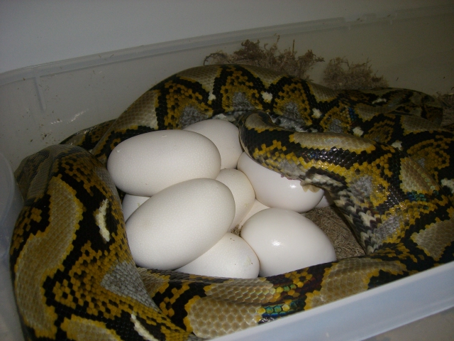 Retic Eggs