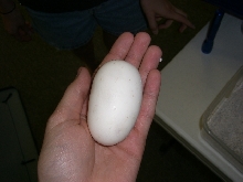 Ball Python Egg