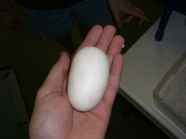 Ball Python Egg
