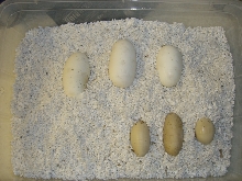 Ball Python Eggs (Cinnamon x Normal)