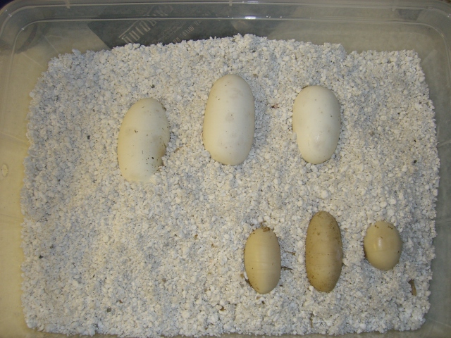 Ball Python Eggs (Cinnamon x Normal)