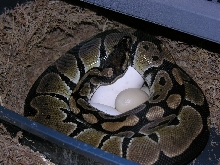 Ball Eggs (Cinnamon x Normal)