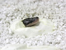 Cinnamon Ball Python Pipping