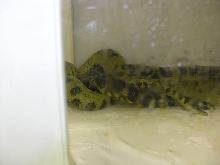 Patternless x Marble Yellow Anaconda