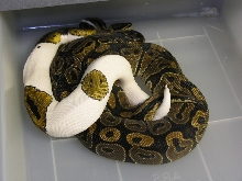 Pied