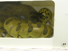 Green Anaconda x Green Anaconda