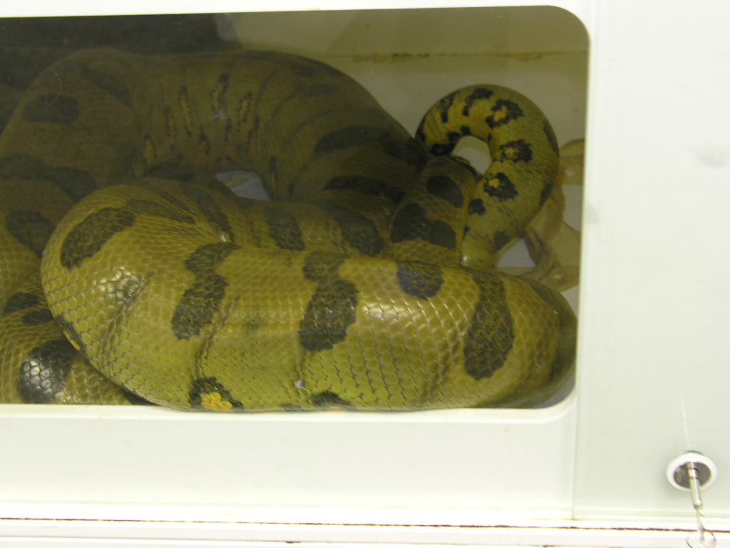 Green Anaconda x Green Anaconda