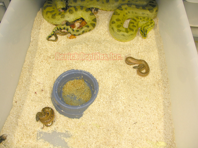 Patternless x Patternless Yellow Anacondas