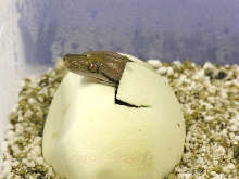 Hatching Retic