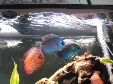 discus