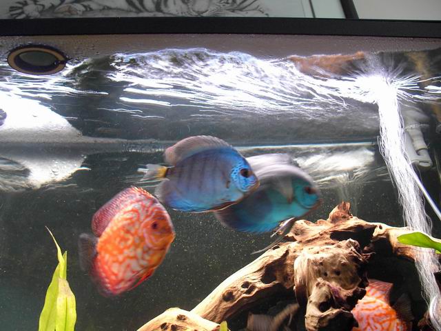 discus
