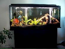 discus tank