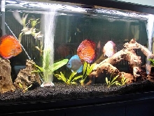 discus 5-6 inches
