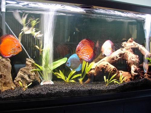 discus 5-6 inches
