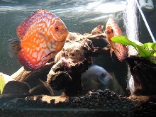 discus