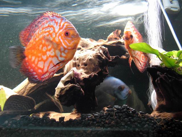 discus