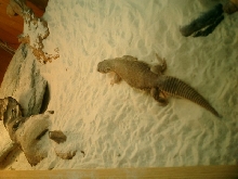 Amon in his tank!