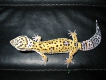cosmo on chair