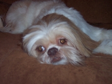 Tired after grooming