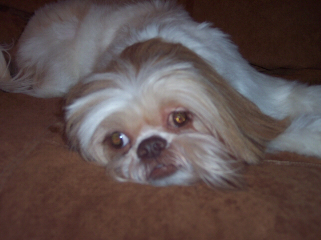 Tired after grooming
