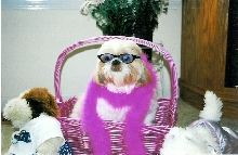 Puppy Chic Ready for the Camera