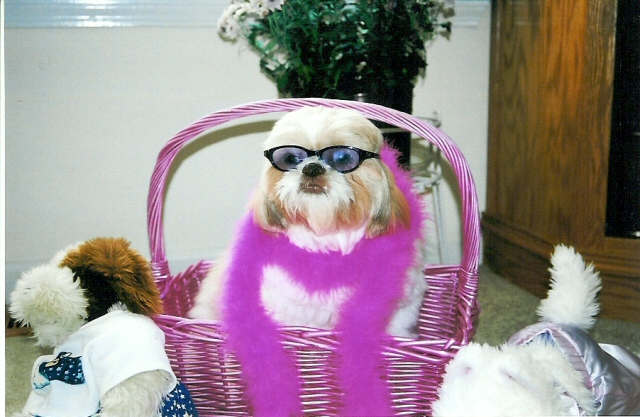 Puppy Chic Ready for the Camera