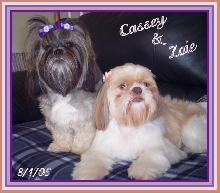 Angie's Cassey and Zoie with new bows from a good tzu friend!
