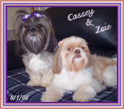 Angie's Cassey and Zoie with new bows from a good tzu friend!