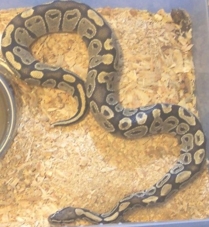 Adult Male Hypo
