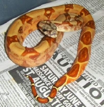 Hypo red redtail
