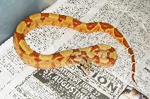 Male red Hypo redtail