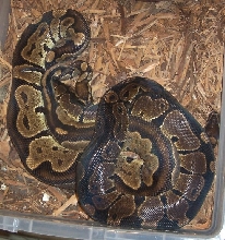 blackbackgranite/yellowbelly2