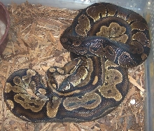 blackbackgranite/granite breeding2