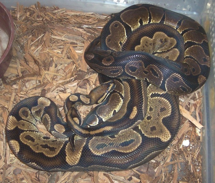 blackbackgranite/granite breeding2
