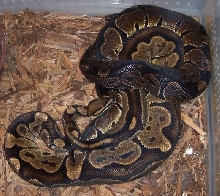blackbackgranite/yellowbelly