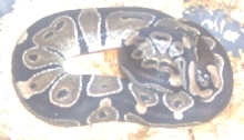 yearling female ball #5