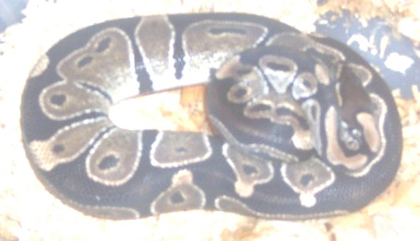yearling female ball #5